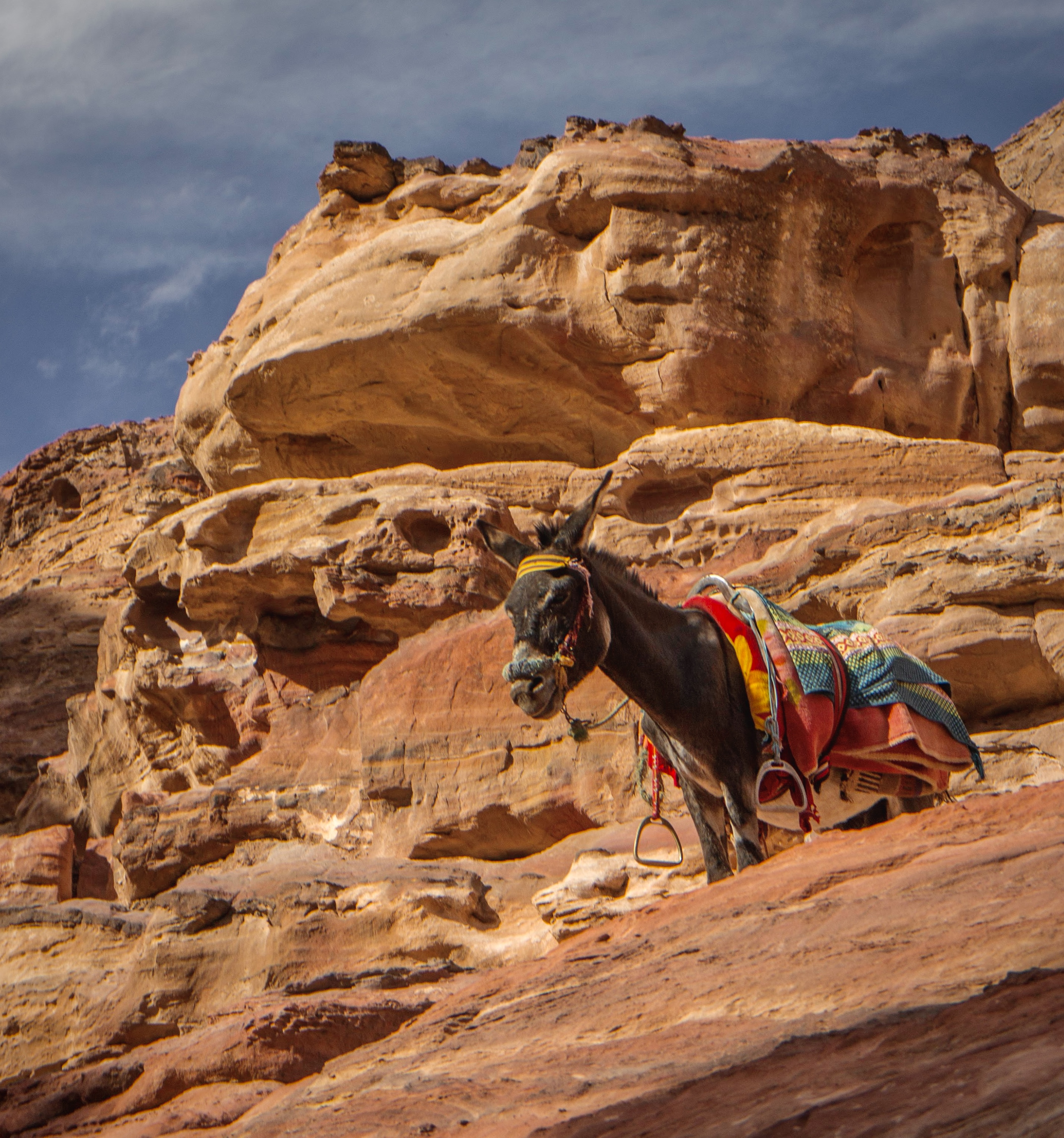 Donkey in petra